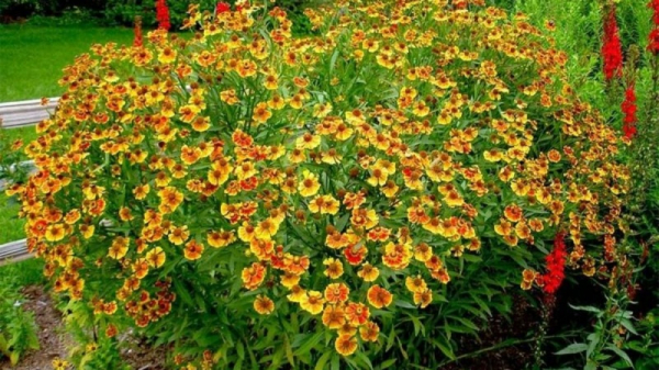 Гелениум – солнечные цветы на участке